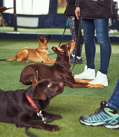 Dog Training Programs | On Command Canine Training